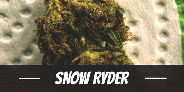 Snow Ryder