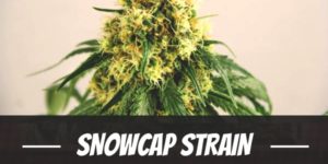 Snowcap Strain