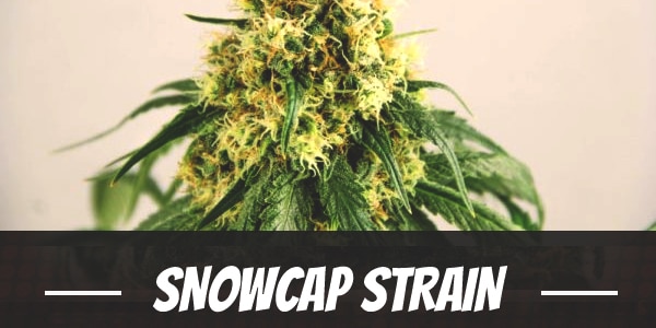 Snowcap Strain