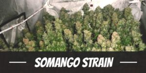 Somango Strain