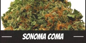 Sonoma Coma