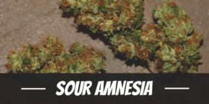 Sour Amnesia