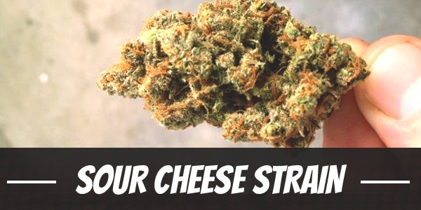 Sour Cheese Strain