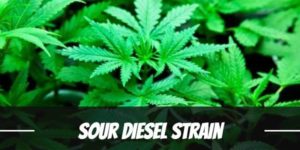 Sour Diesel Strain