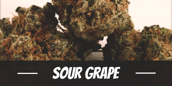 Sour Grape