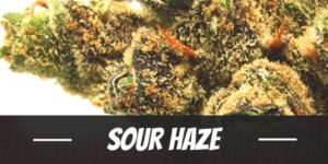 Sour Haze