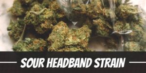 Sour Headband Strain