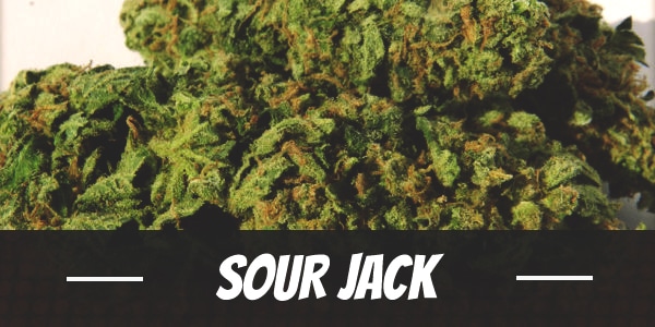 Sour Jack