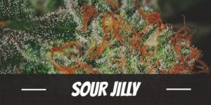 Sour Jilly cannabis strain review
