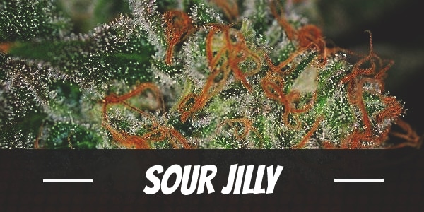 Sour Jilly cannabis strain review