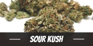 Sour Kush