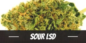 Sour LSD