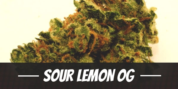 Sour Lemon OG