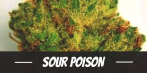 Sour Poison