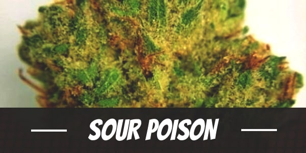 Sour Poison