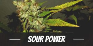 Sour Power