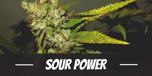 Sour Power