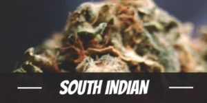 South Indian