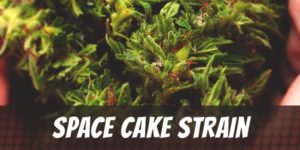 Space Cake Strain