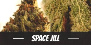 Space Jill Strain