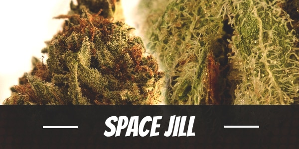 Space Jill Strain