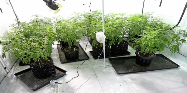 An indoor cannabis grow set-up