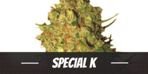 Special K