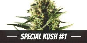 Special Kush #1