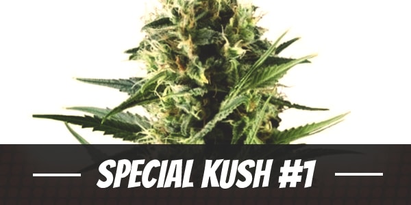 Special Kush #1