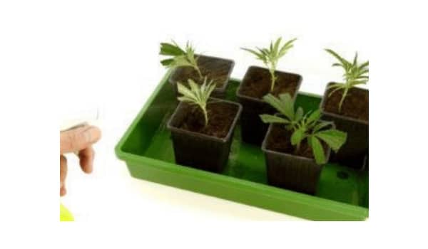 Spray the plants with water