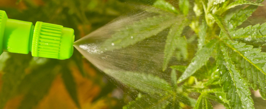 Spray with Iron Chelate