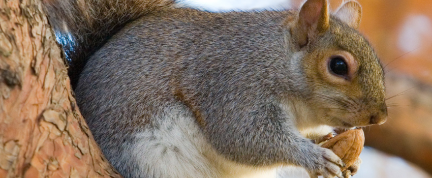 Tree Squirrel