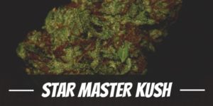 Star Master Kush