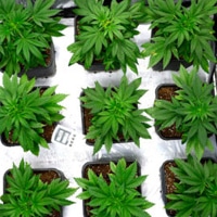 marijuana seedling day 30