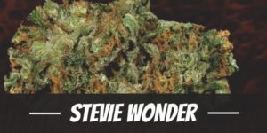 Stevie Wonder
