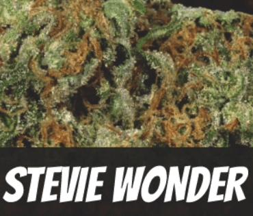 Stevie Wonder Strain