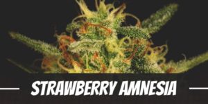 Strawberry Amnesia