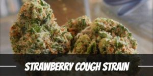 Strawberry Cough marijuana Strain