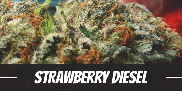 Strawberry Diesel