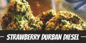 Strawberry Durban Diesel