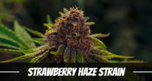 Strawberry Haze Strain