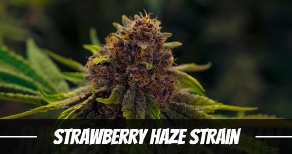 Strawberry Haze Strain