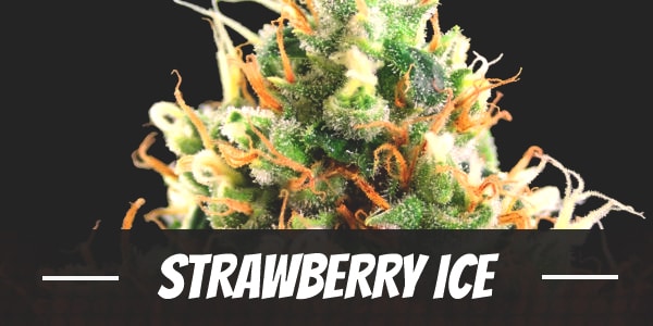 Strawberry Ice