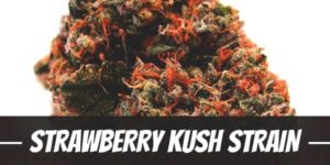 Strawberry Kush Strain