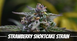 Strawberry Shortcake Strain