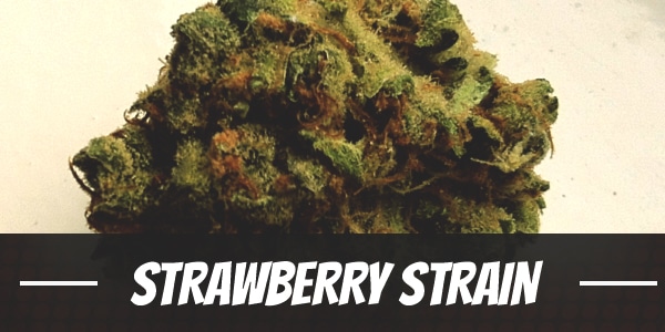 Strawberry Strain