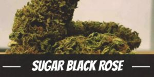 Sugar Black Rose