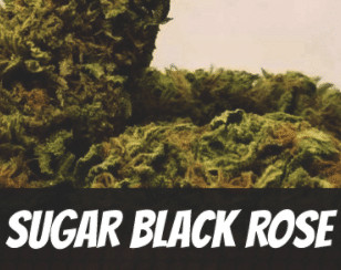 Sugar Black Rose
