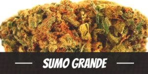 Sumo Grande
