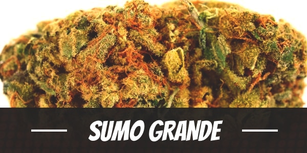 Sumo Grande
